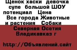 Щенок хаски, девочка супе, большой ШОУ потенциал › Цена ­ 50 000 - Все города Животные и растения » Собаки   . Северная Осетия,Владикавказ г.